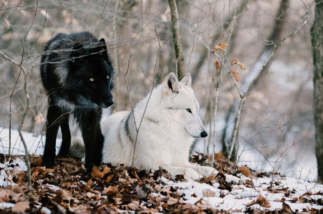 How Dogs Were Domesticated From Wolves
